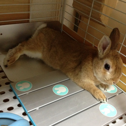 ペットと暮らす家の空調 業務用エアコン交換 取り付けはお任せ エアコン総本舗