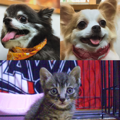 猪越邸のペットたち