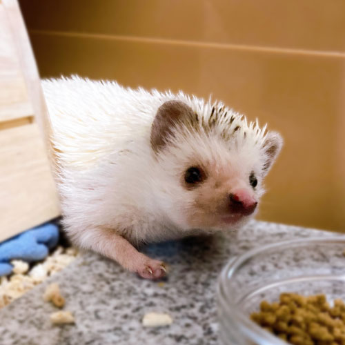 ちくわ